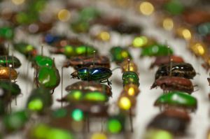 A LA LA! – Atlas of Living Australia Live At Last