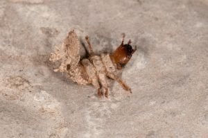 Prehistoric Beasties!