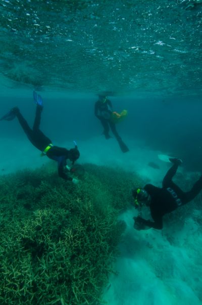 The Pursuit of Parasites