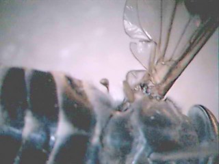 Classification with Year 7 (Australian Curriculum)