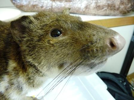 New Quoll on the block!