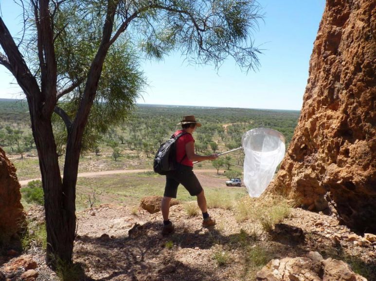 Backyard Explorer North Queensland May 2012