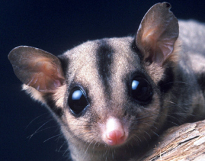 But I eat lots of carrots!