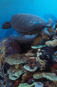 New Resources to Support Sustainability Education