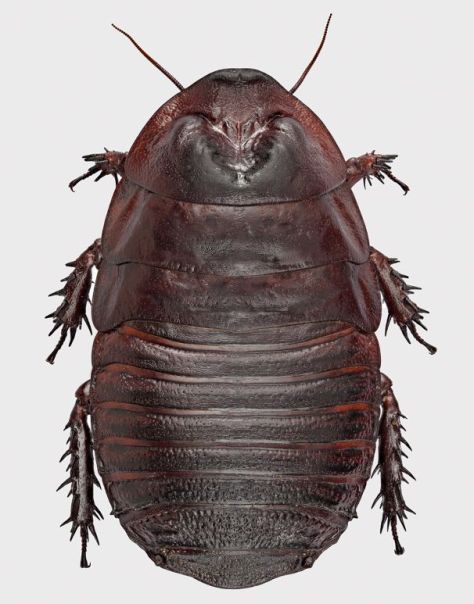 A new species of giant cockroach, Macropanesthia sp.,Visionary Digital image, Canon 5D MkII, focus stacked with Zerene. Pin and dust removed with Photoshop.
