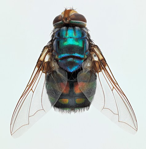 Gold Award winner. A parasitic Tachinid fly. Hasselblad H4D-200MS 120mm with extension tube taken in 6-shot, 200 megapixel mode and focus-stacked with Zerene. Pin and dust removed with Photoshop.