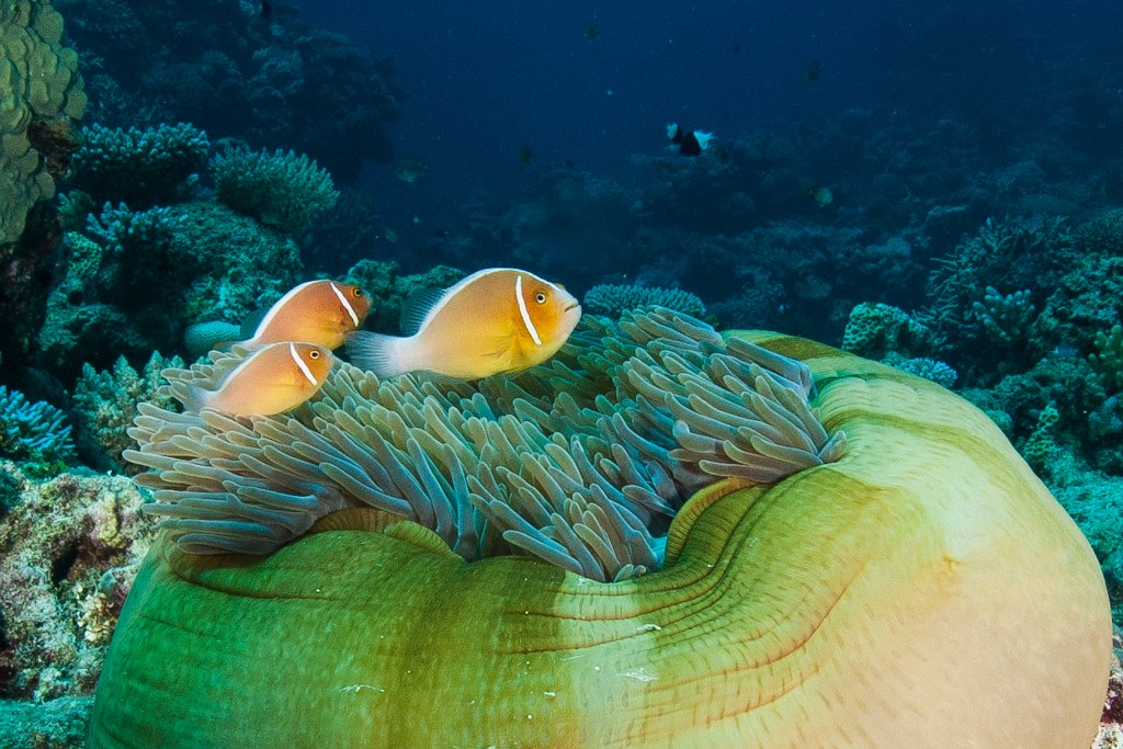 A family of Pink Anemonefish (Amphiprion perideraion) with their host anemone (Heteractis magnifica). Image from "The Great Barrier Reef: A Queensland Museum Discovery Guide".