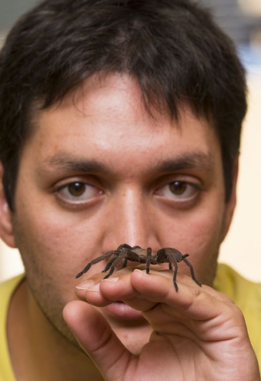 My colleague Renan Castro Santana, pictured with a placid Phlogius crassipes, Thick-legged Eastern Tarantula. Renan is from Brazil and preparing to do a PhD at the University of Newcastle and handles these spiders with a great deal of care. Handling tarantulas is a delicate operation; dropping them can cause their stomachs to rupture and kill them.