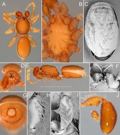 71 new Australian Goblin spider species named by QM researcher