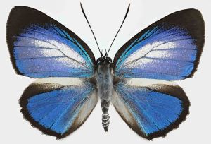 Hypochrysops theon johnsoni