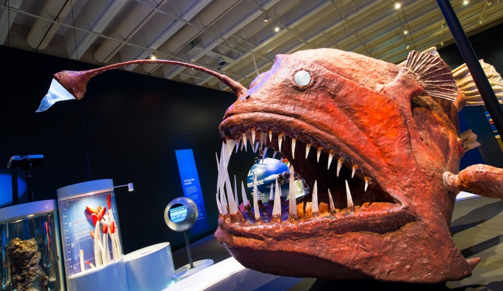 Don't worry this Anglerfish is just a replica