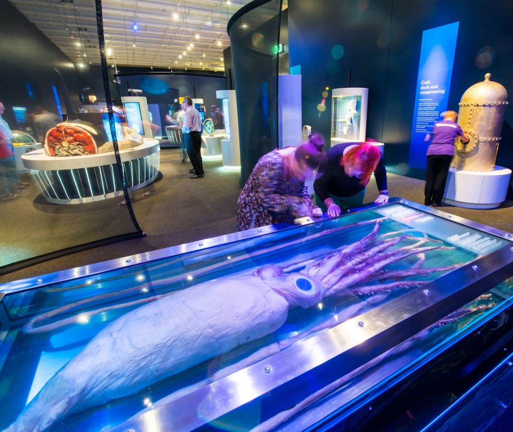 Get up close to the Giant Squid