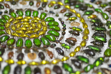 Butterfly Man of Kuranda  D