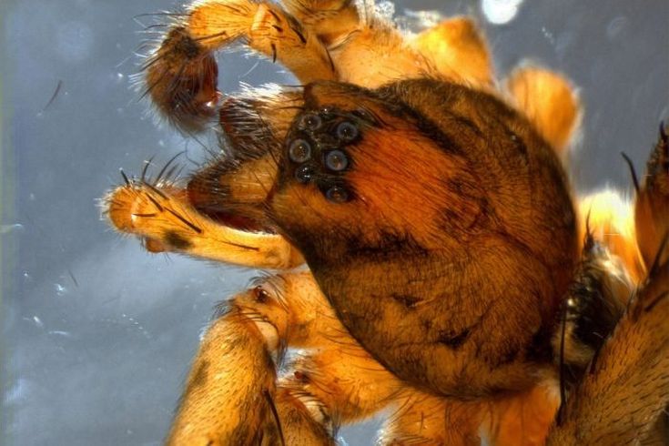 Dr Robert Raven tells the story of two great spider discoveries in Tasmania