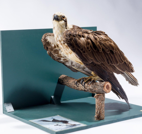 web-Team H2O specimen