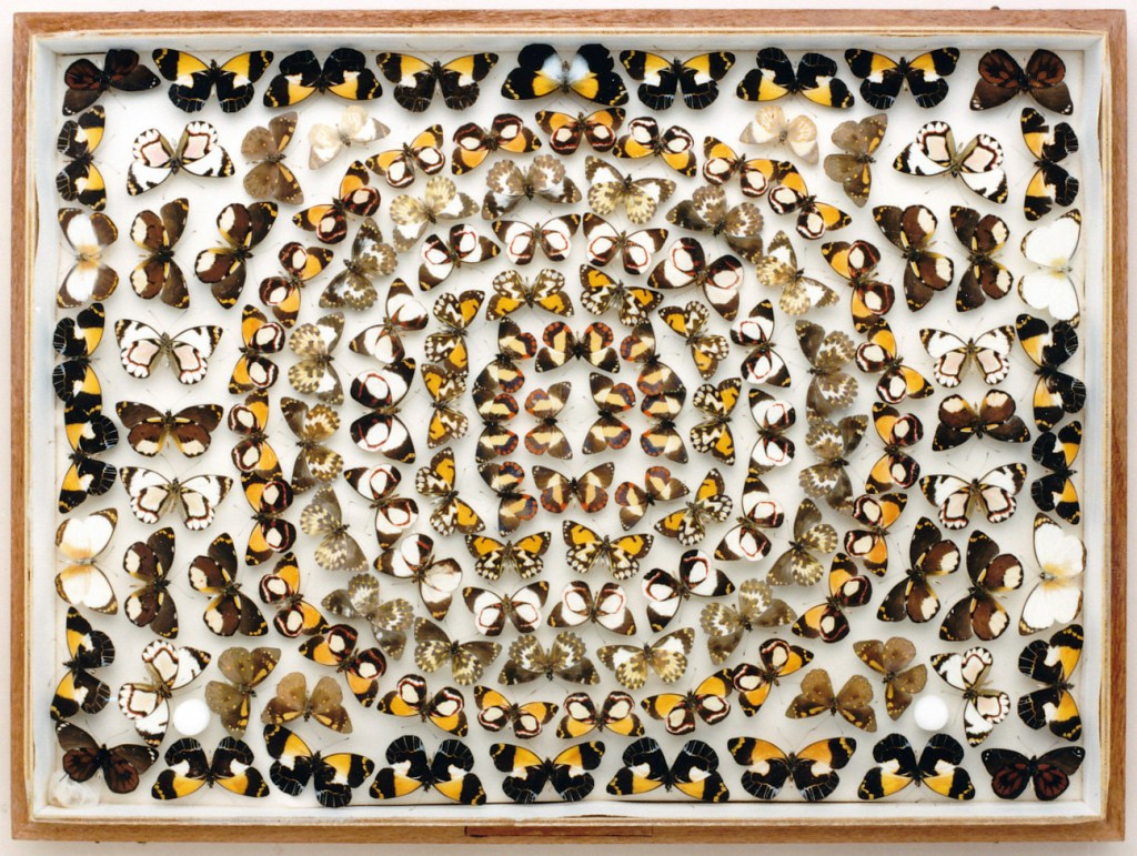This stunning moth case is part of a series produced by Frederick Parkhurst Dodd, arranged to show the beauty of insects.