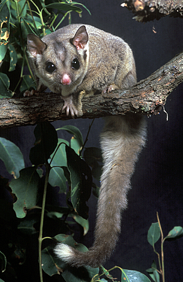 Sugar Glider (Petaurus breviceps) 