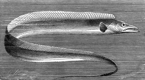 Related to the scabbardfish, Evoxymetopon anzac was the first species named after the - now - famous expeditionary force. 