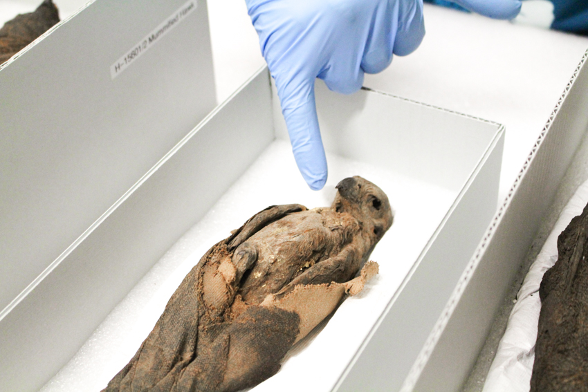 National Archaeology Week at Queensland Museum