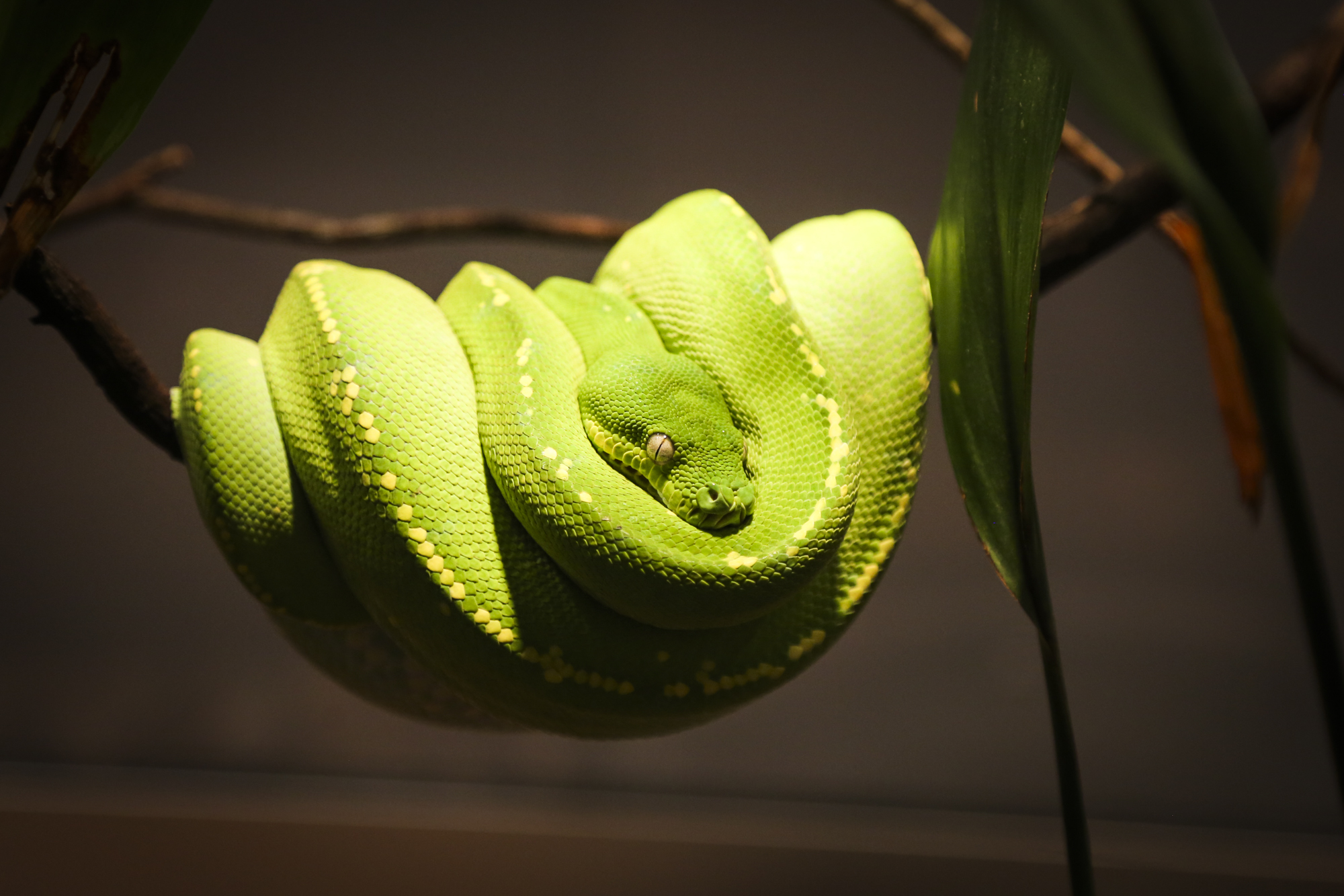 Been missing our Discovery Centre critters?