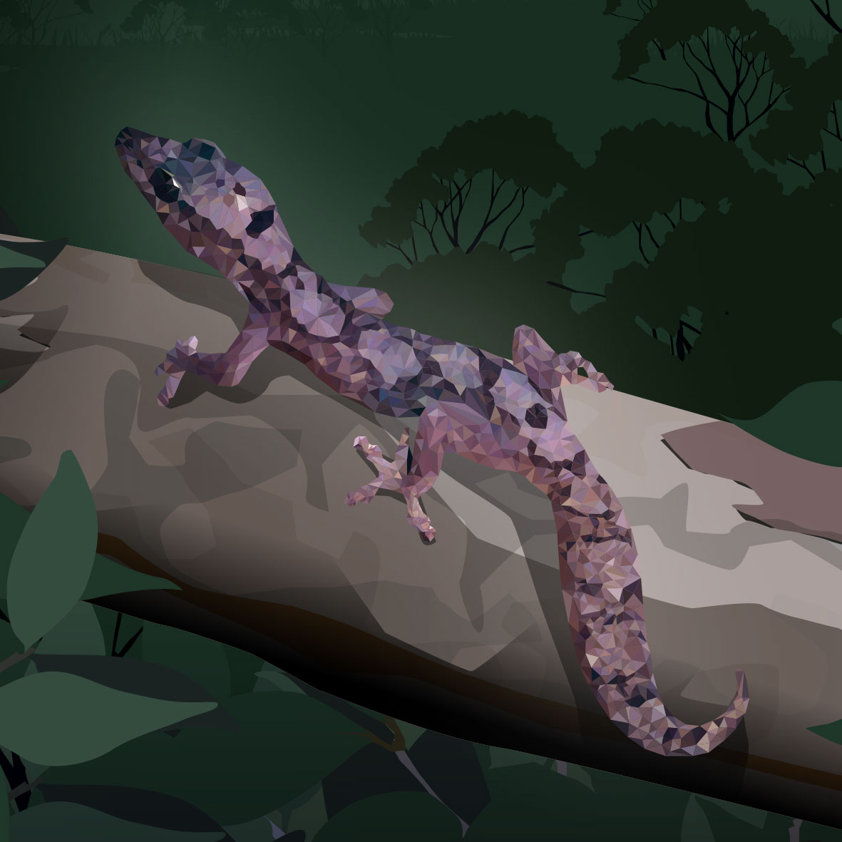 WILD-STATE-Owen-Forest-Gecko-(not-used)