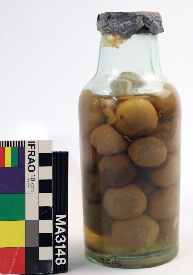 MA3148 pickled onions A