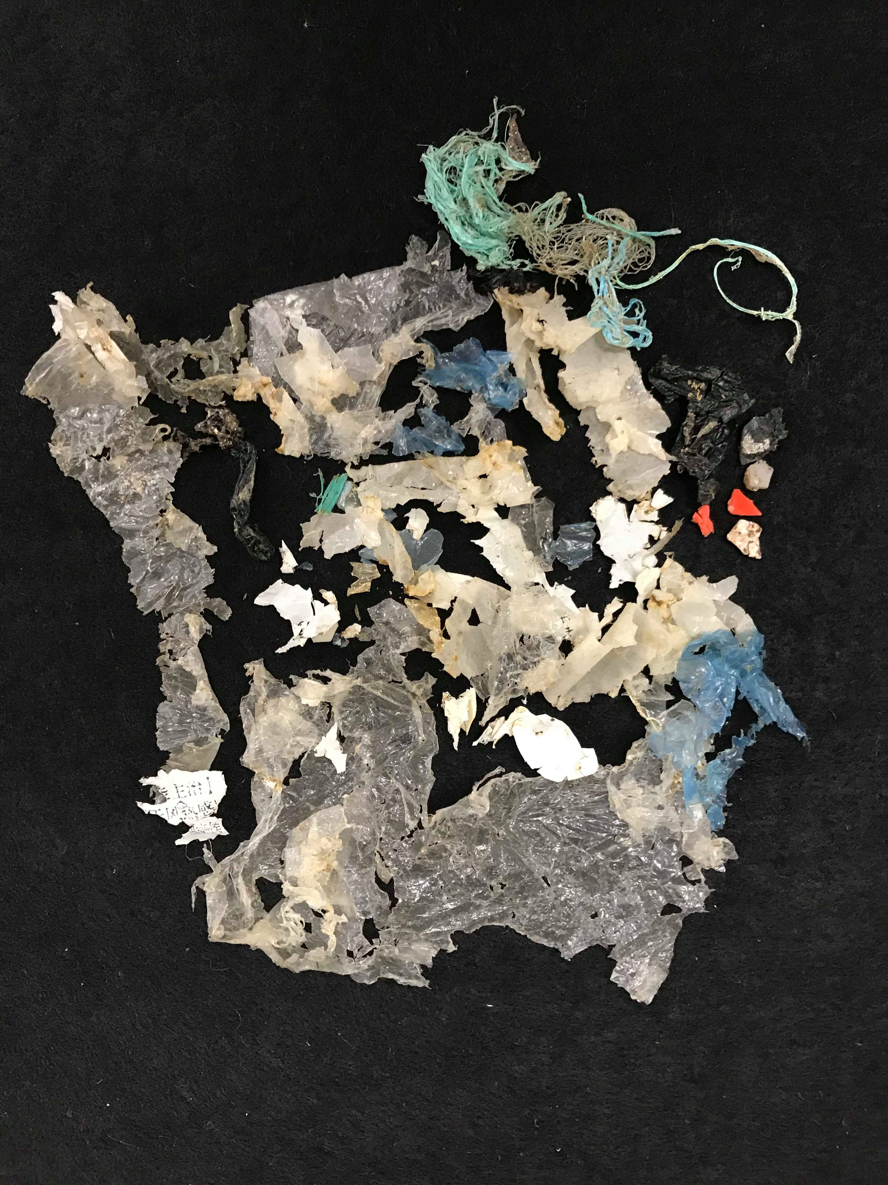 WTD 40 plastic pieces from a turtle gut