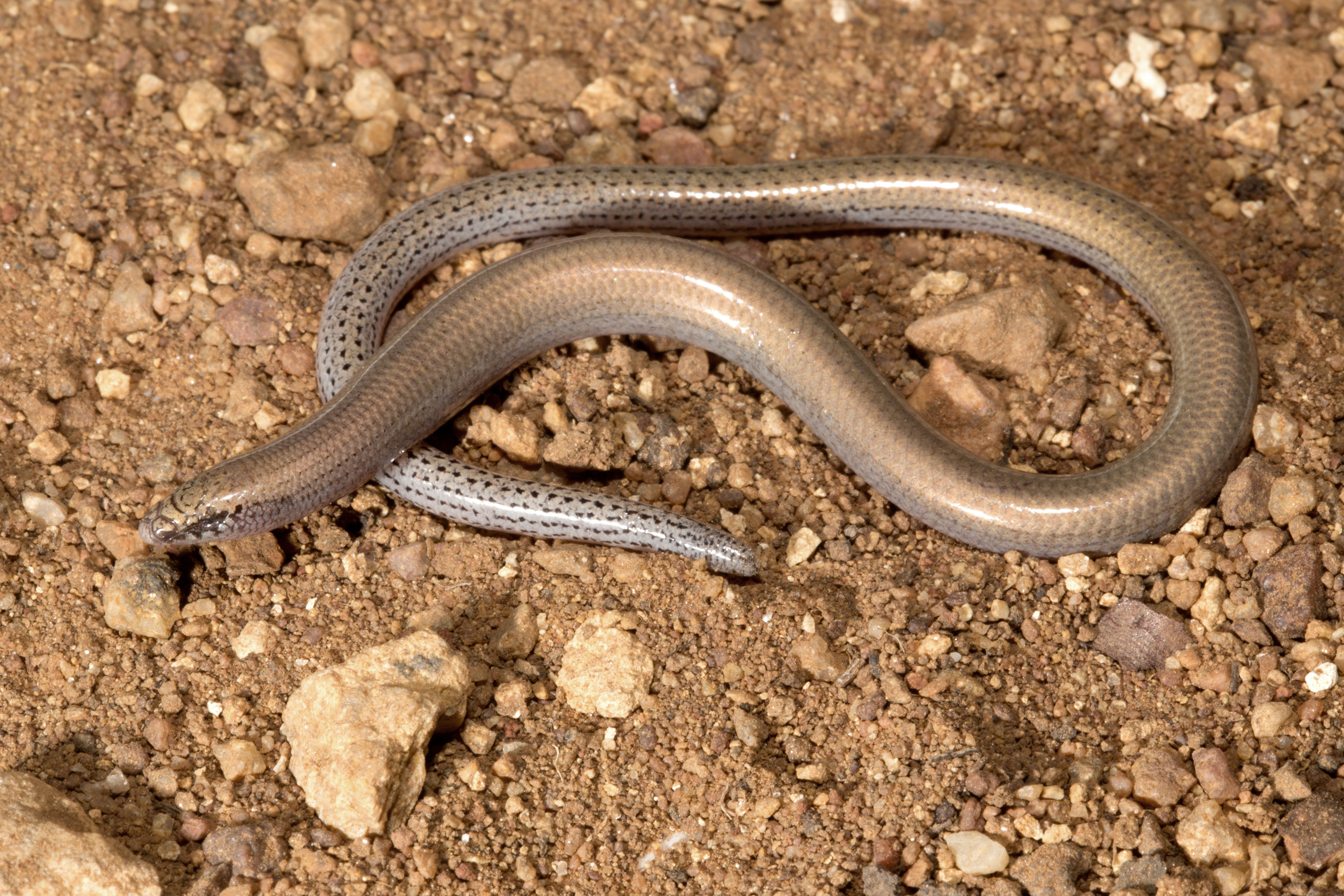 Fig-8-Lerista-alia-J94337_live_a