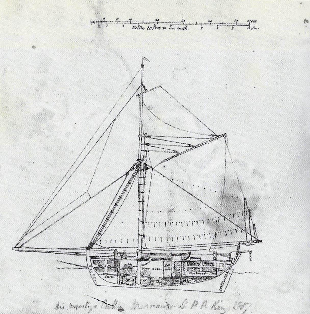 King's Sectional Drawing of the Mermaid