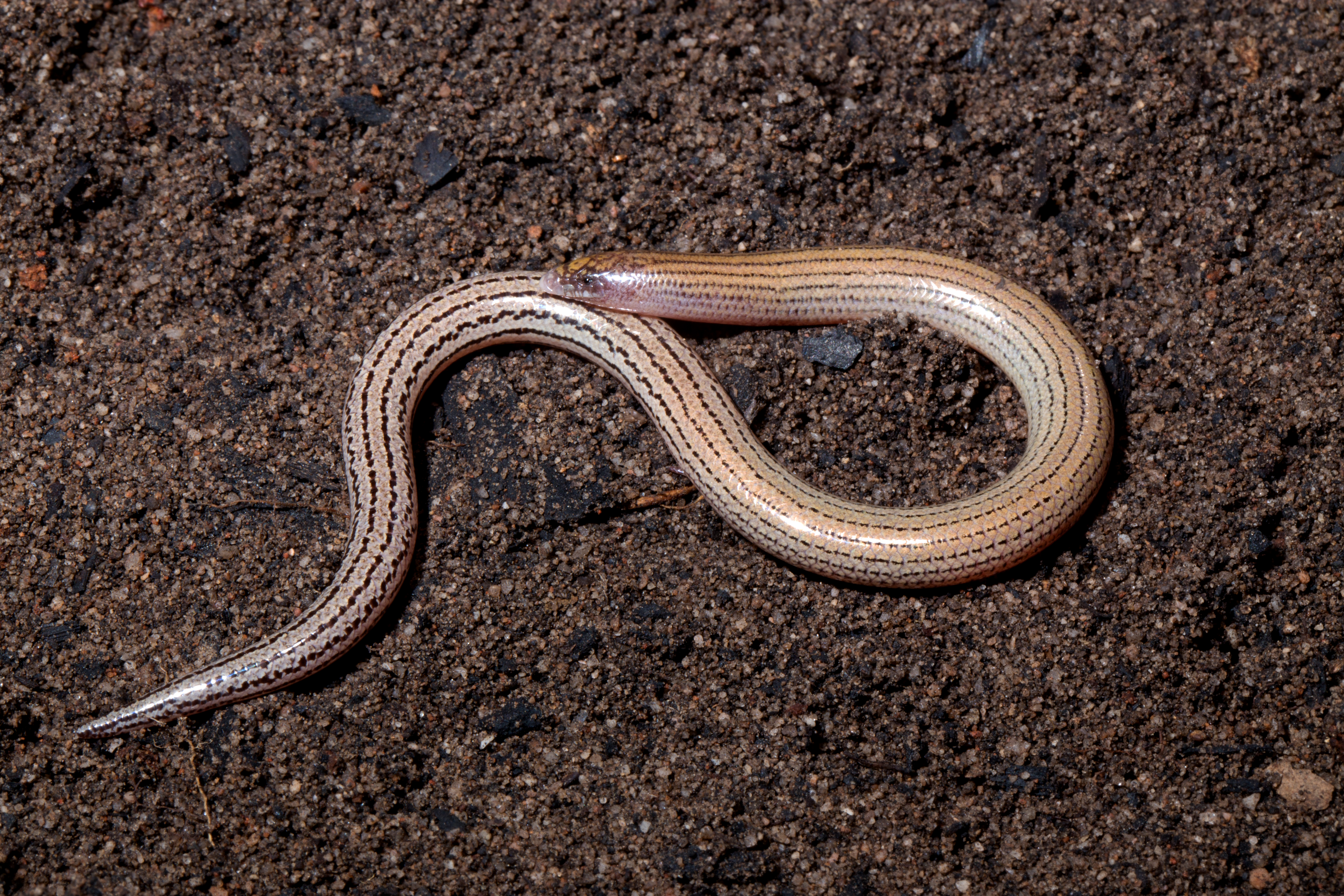 Lerista anyara, Olkola country, Qld. S. Wilson. 8139
