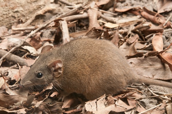 Buff-footed Antechinus