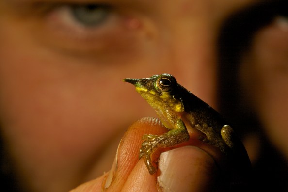 Foja Mountains story - NGM