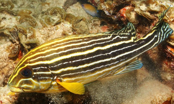 Plectorhinchus caeruleonothus2QM