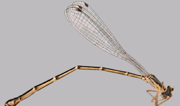 Queensland Museum - New Damsel Fly - Rosendale