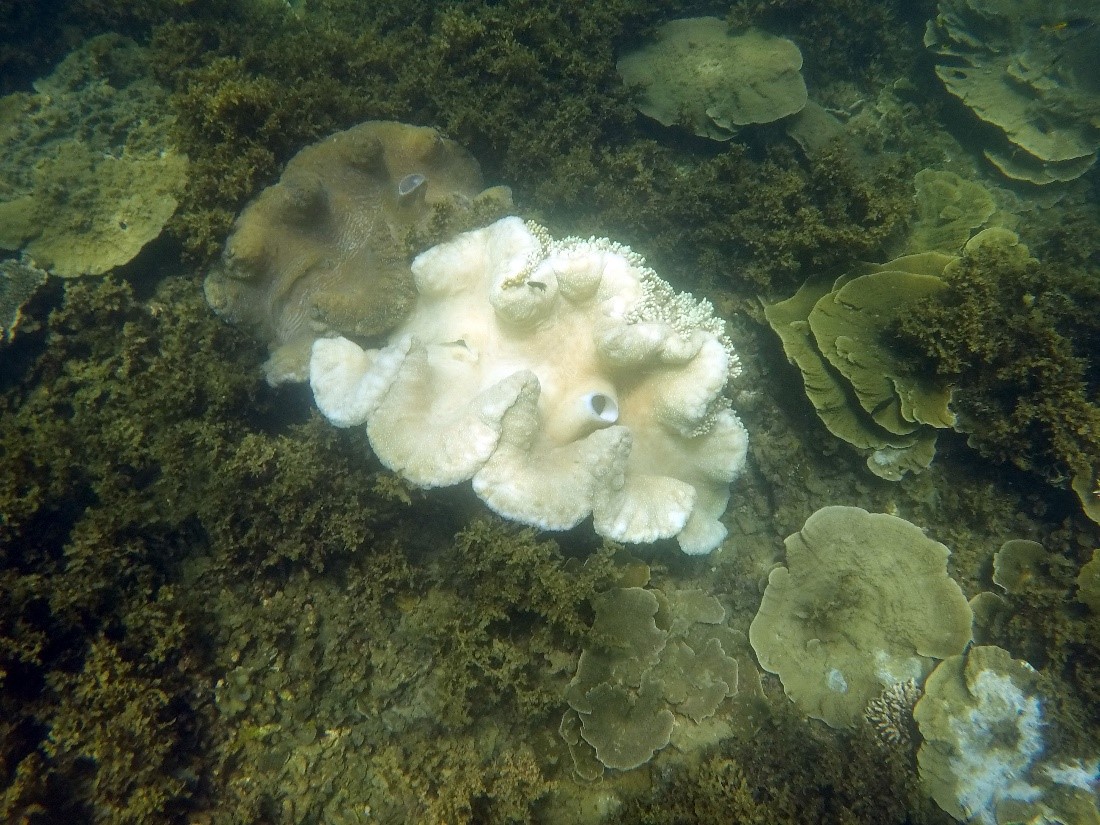 Nelly Bay Bleached Clam