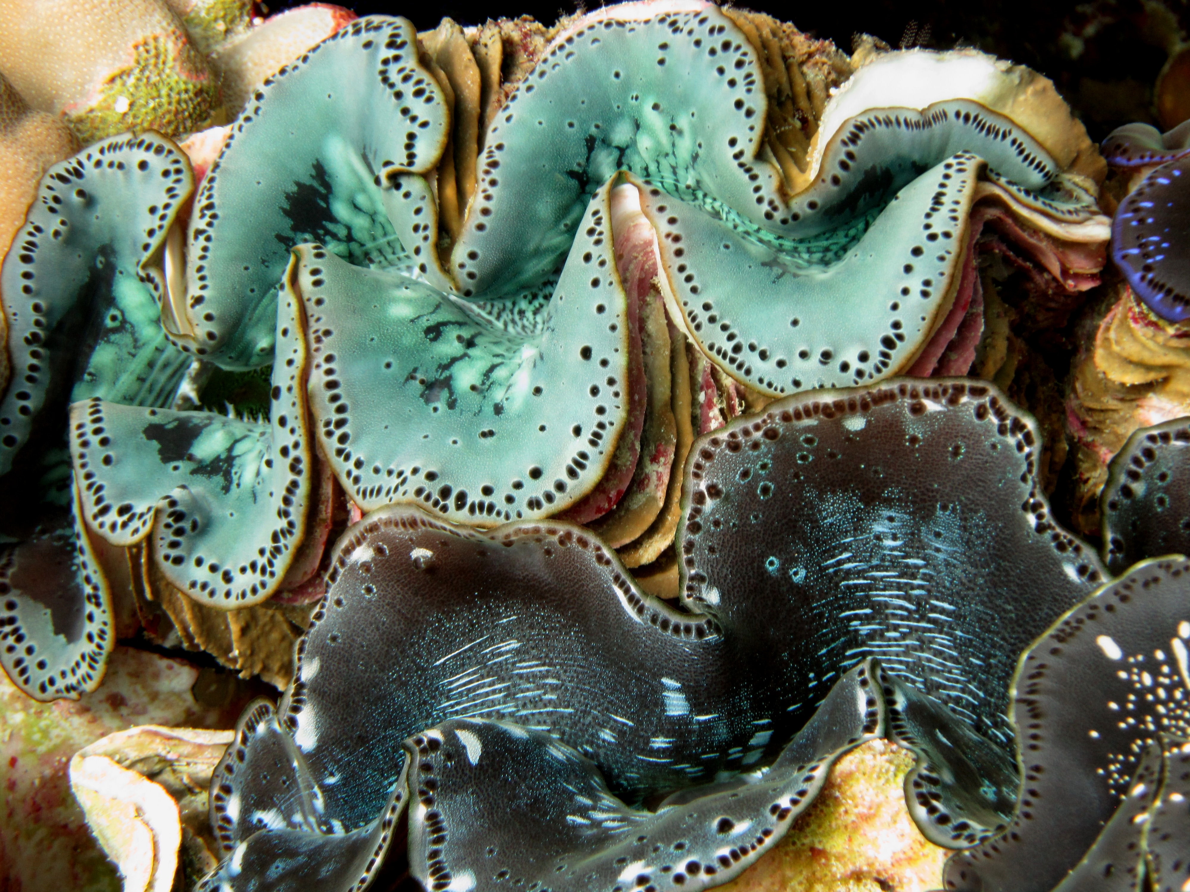 North Queensland giant clams under stress