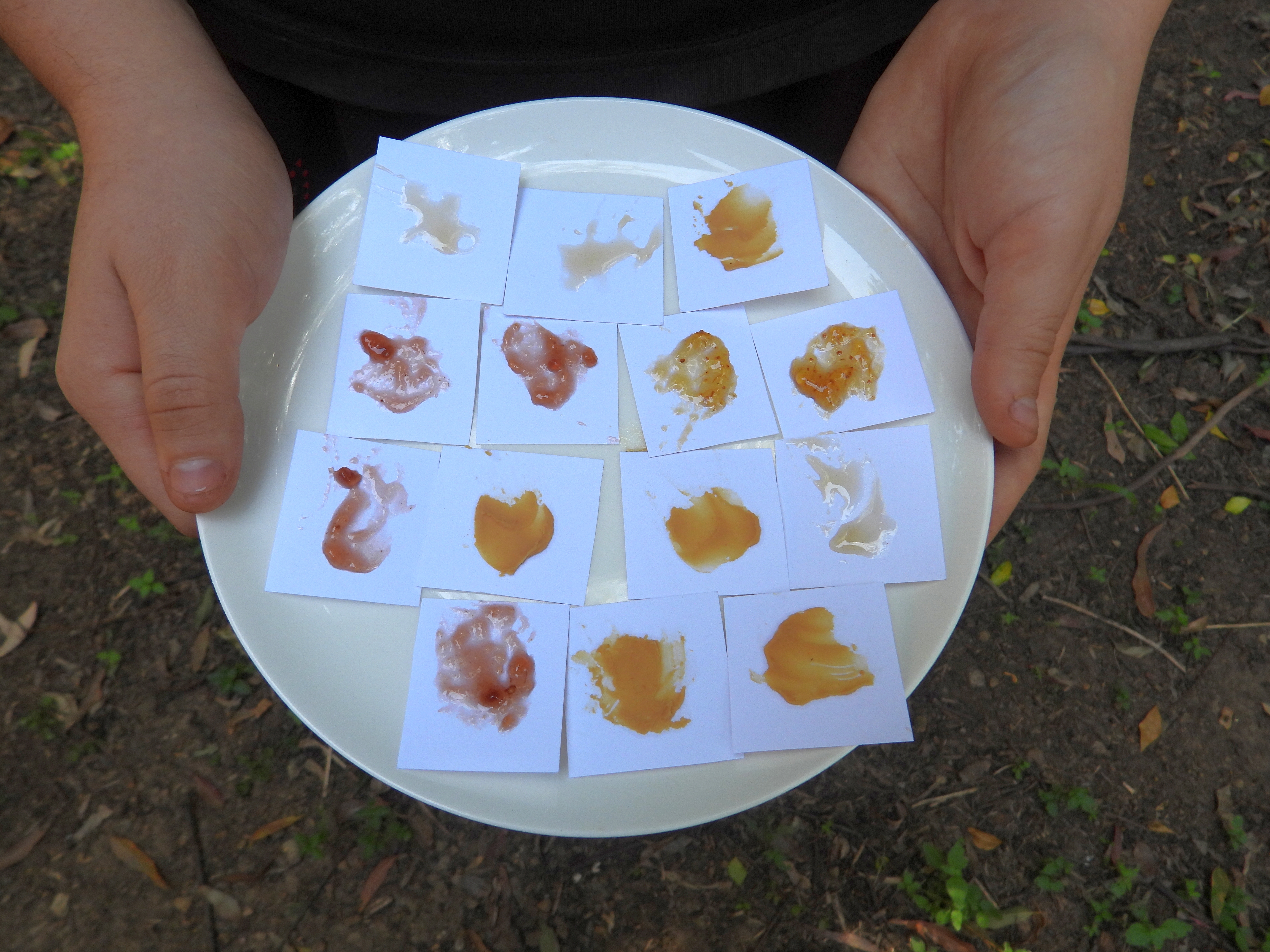 Ant lunch treats.DSCN2002