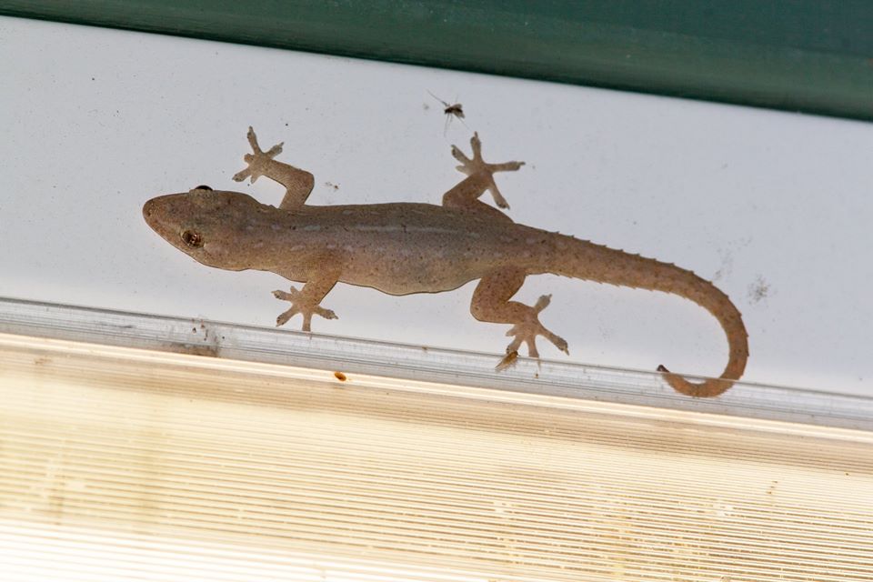 Asian House Gecko diagnostic pic4736_o