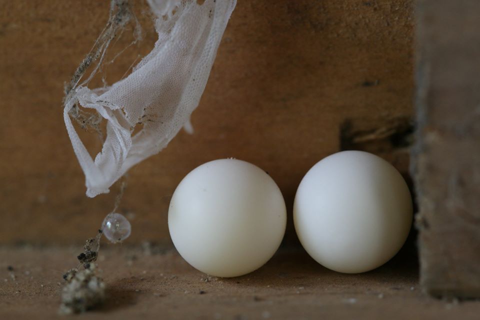 Asian House Gecko eggs5392_o