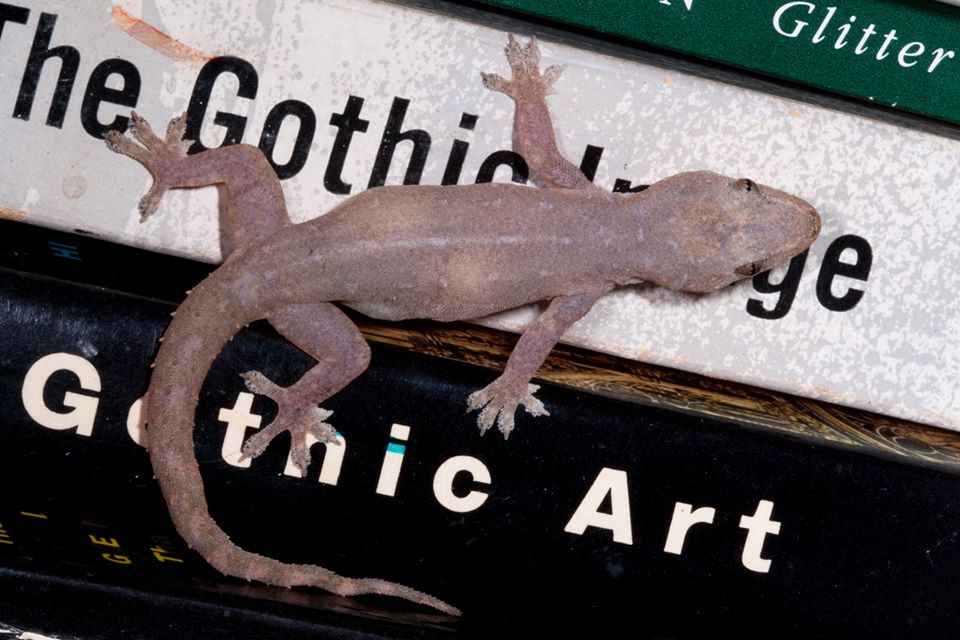 Asian House Gecko on light reading material7024_o