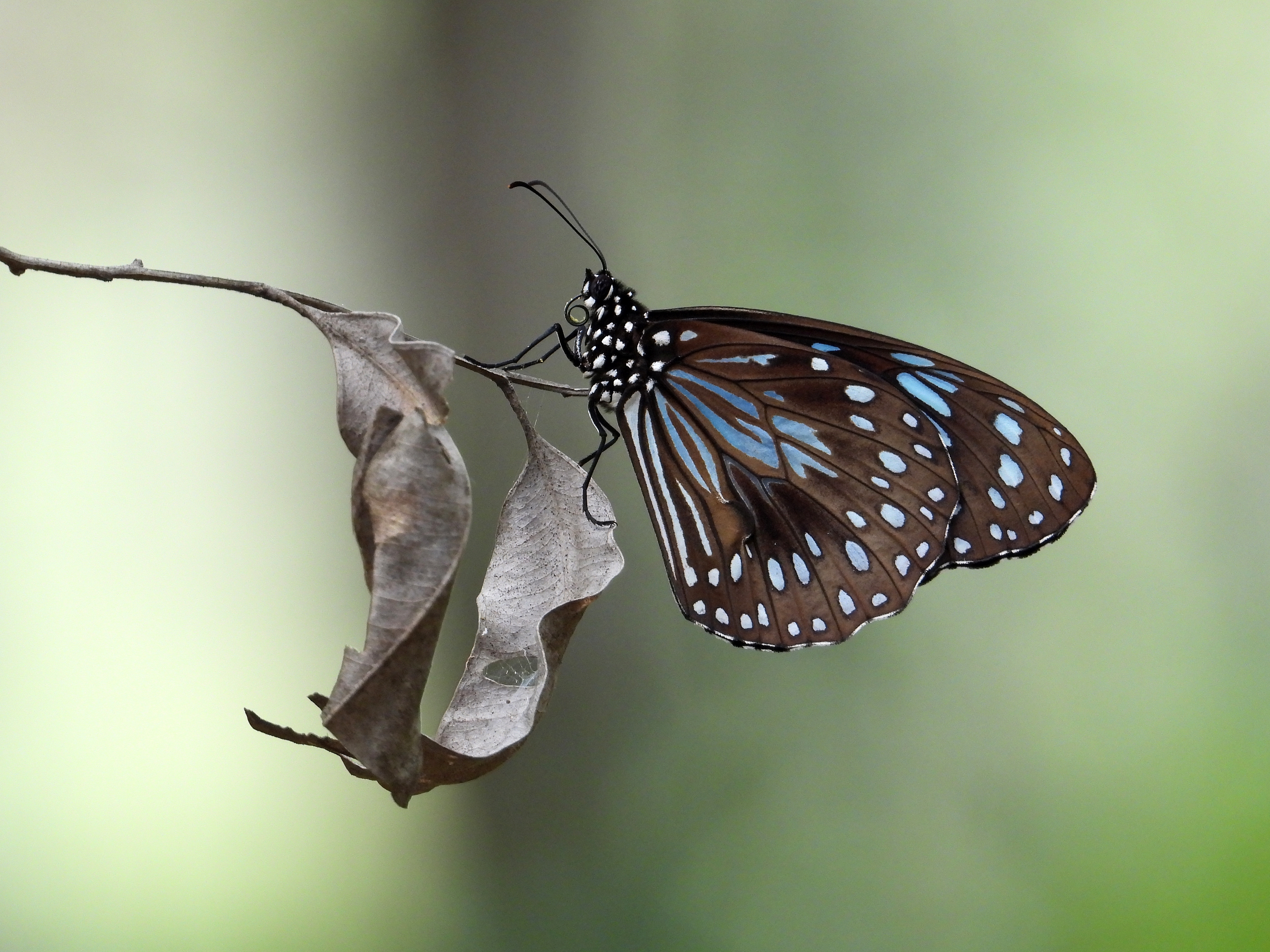 Blue Tiger Gold Creek Reservoir Mar 2020 DSCN1907