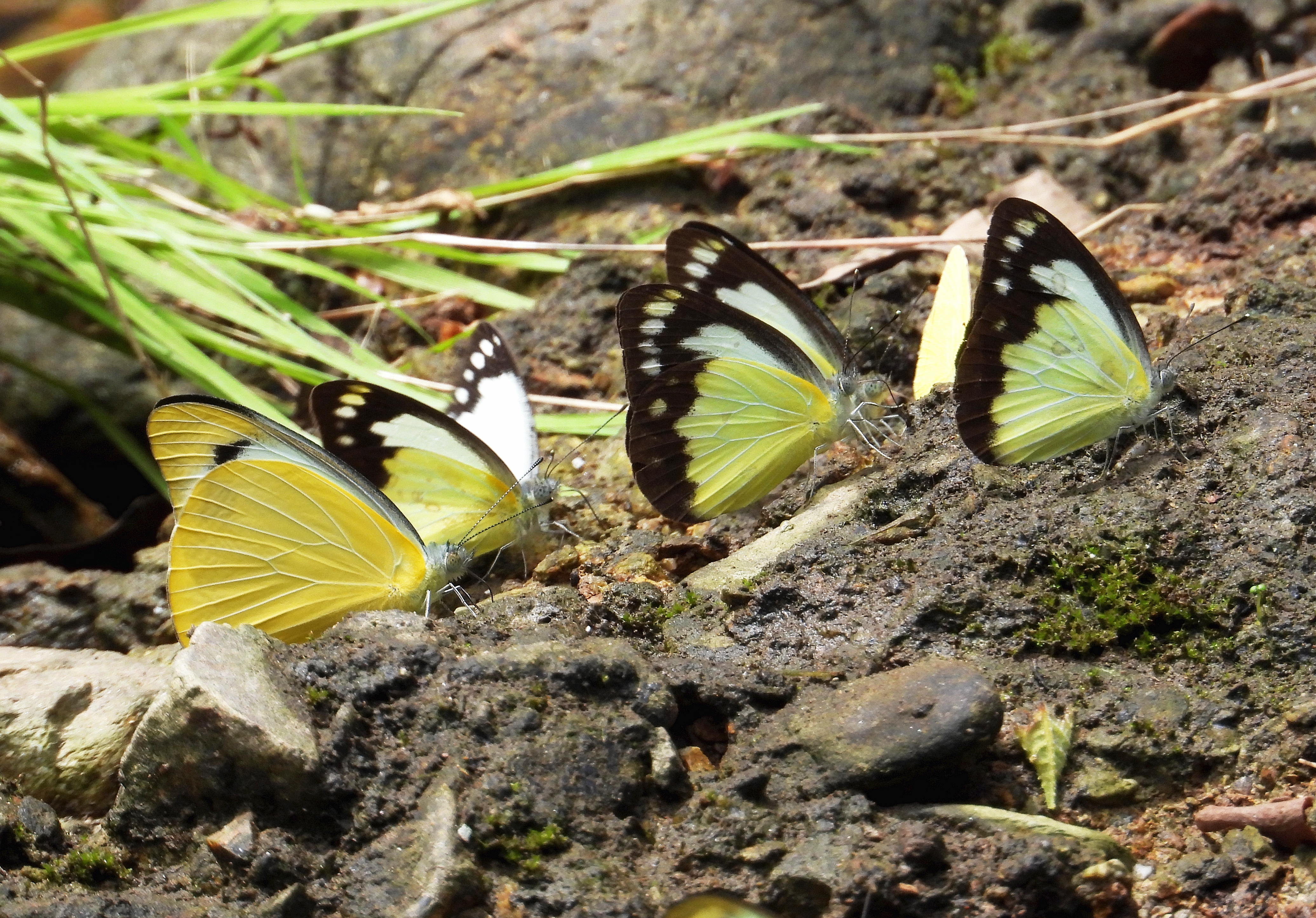 Butterflies Gold Creek Reservoir Mar 2020 DSCN1786