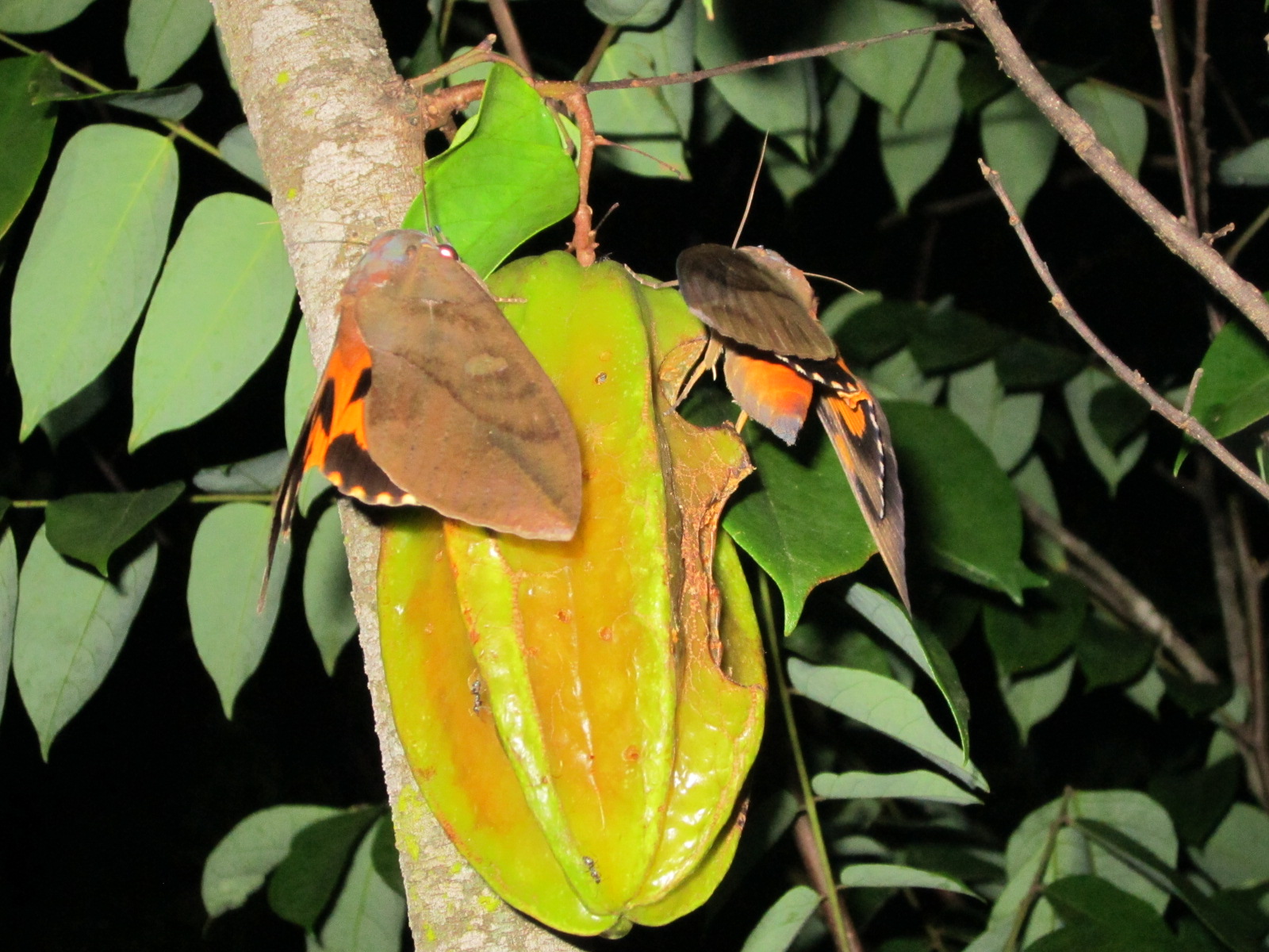 Are these nocturnal raiders infiltrating your garden?