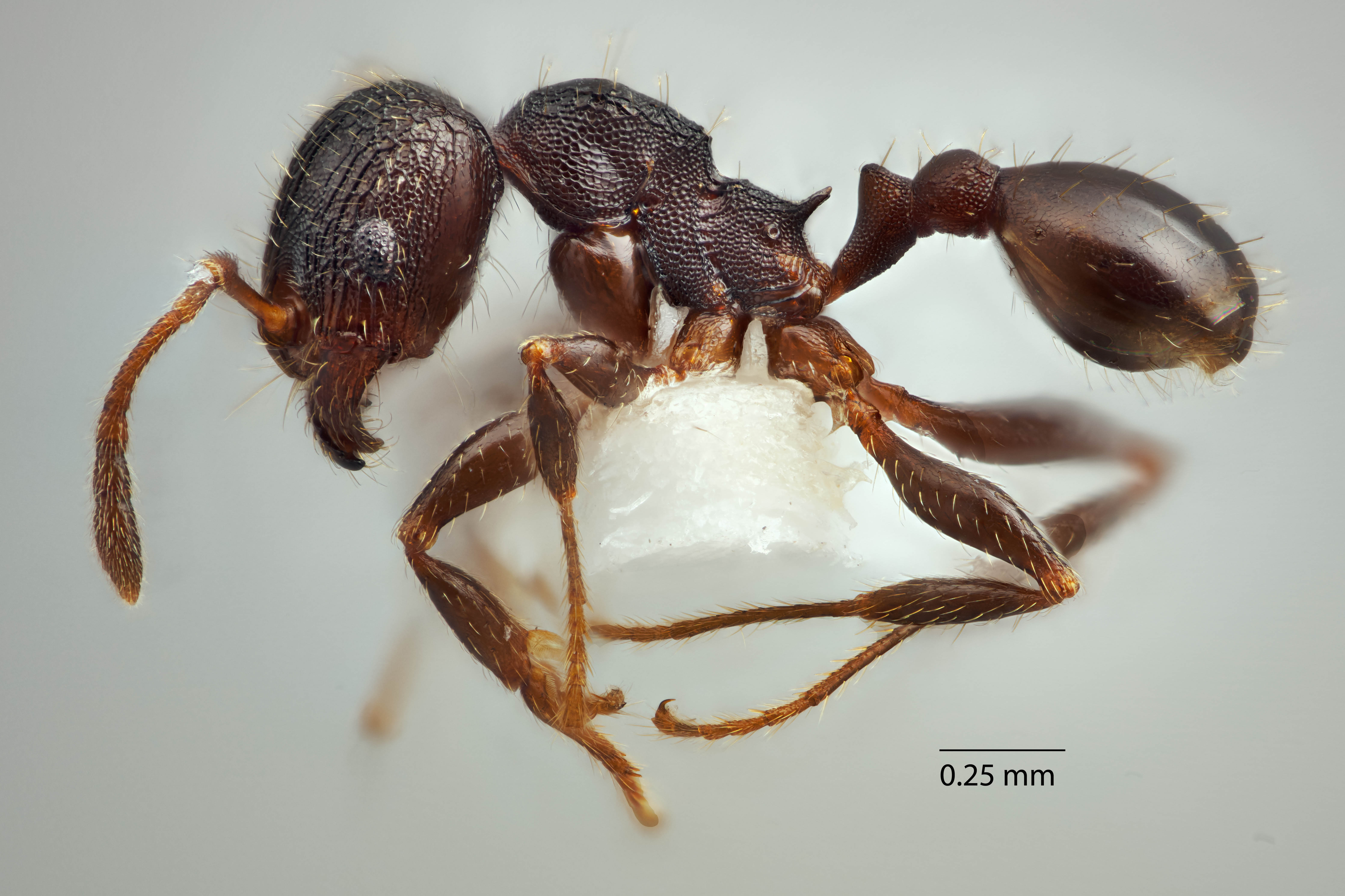 How many different species of ants do you think live in your backyard?