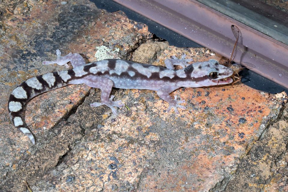 Robust velvet gecko eating.3520
