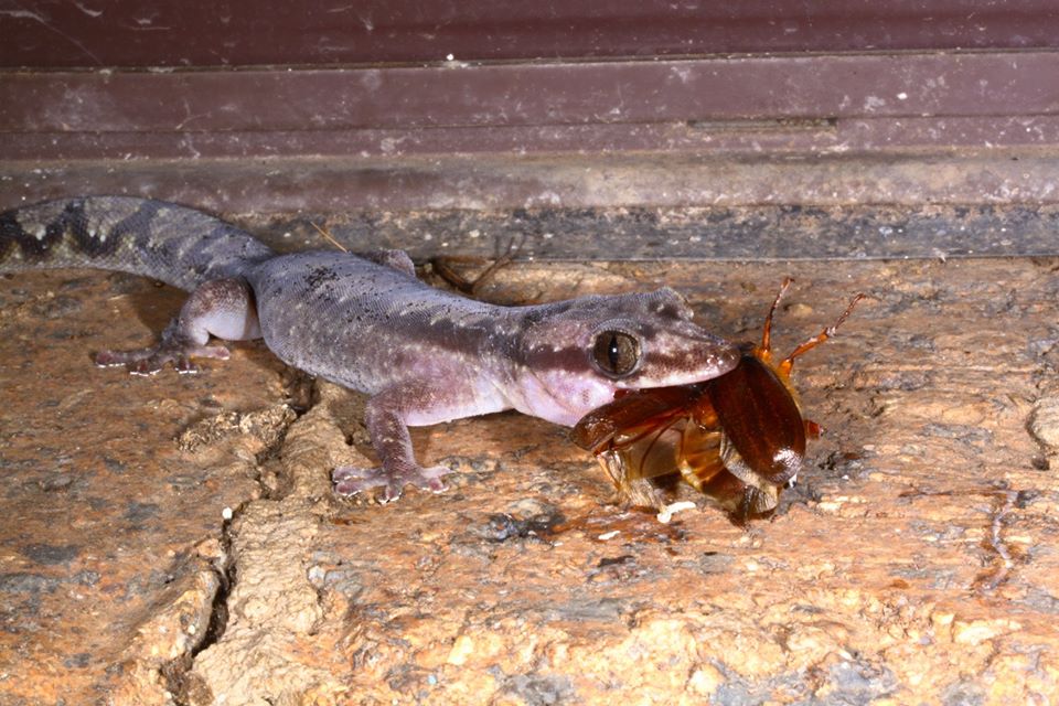 Robust velvet gecko eating928