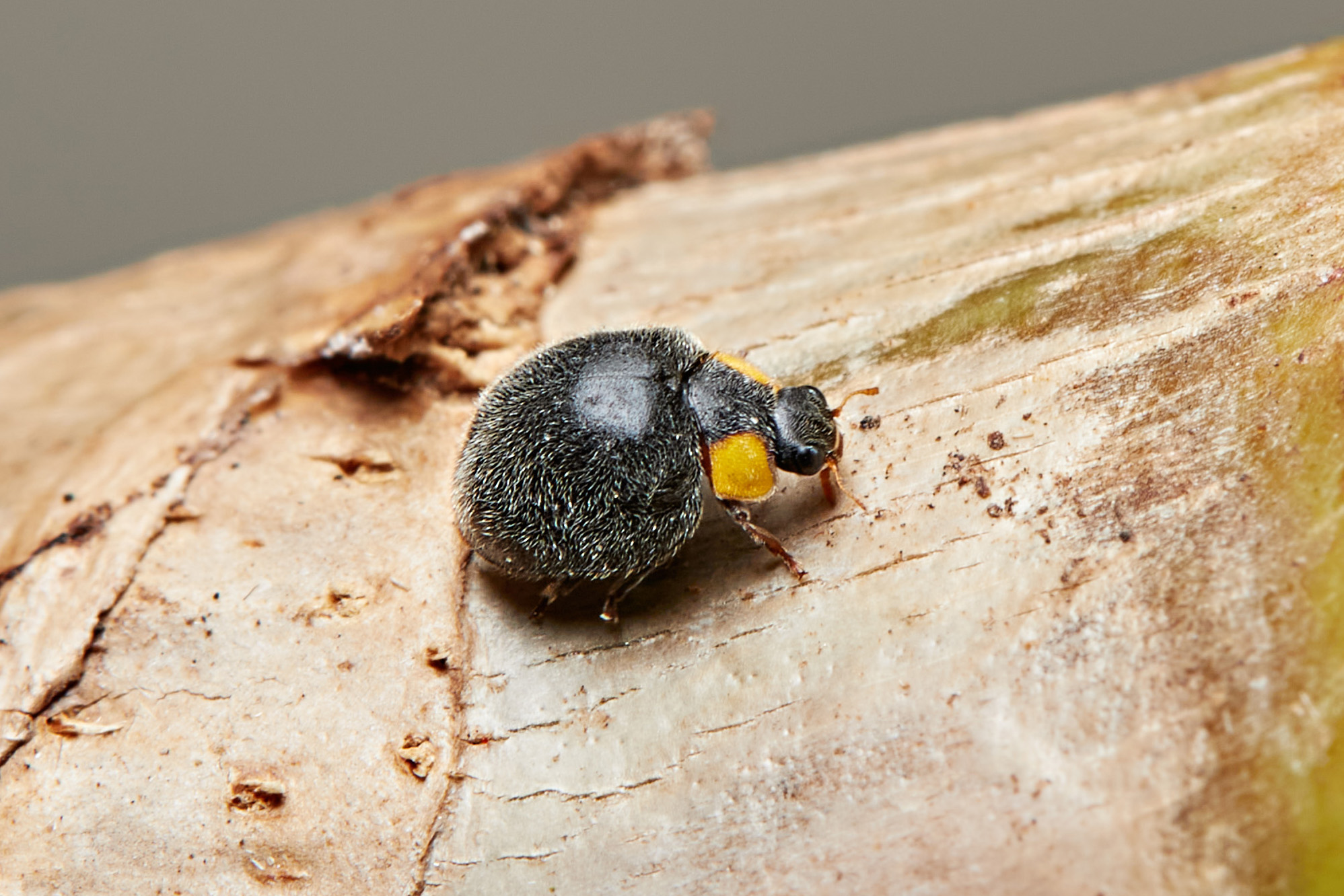 Yellow Shouldered Ladybird - Apolinus lividigaster