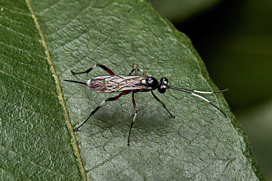 cryptine ichneumonid wasp_sml
