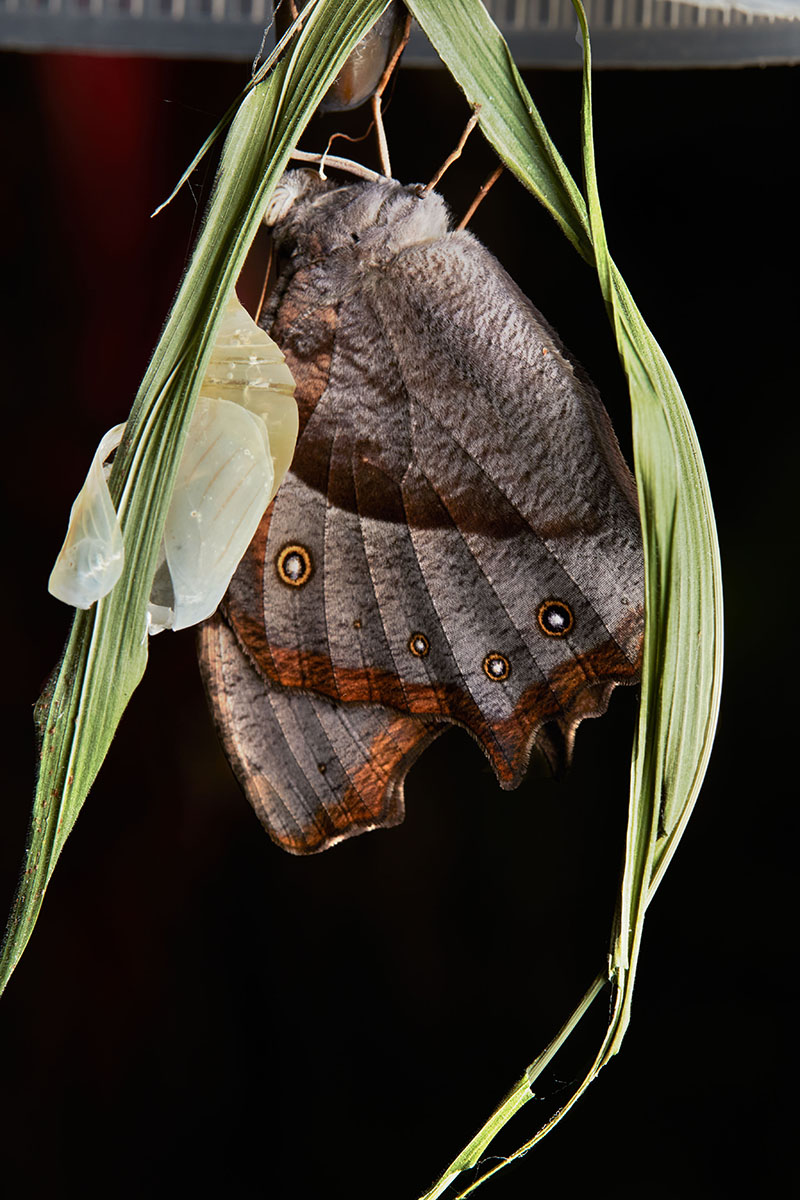 Suburban Brisbane yard macro