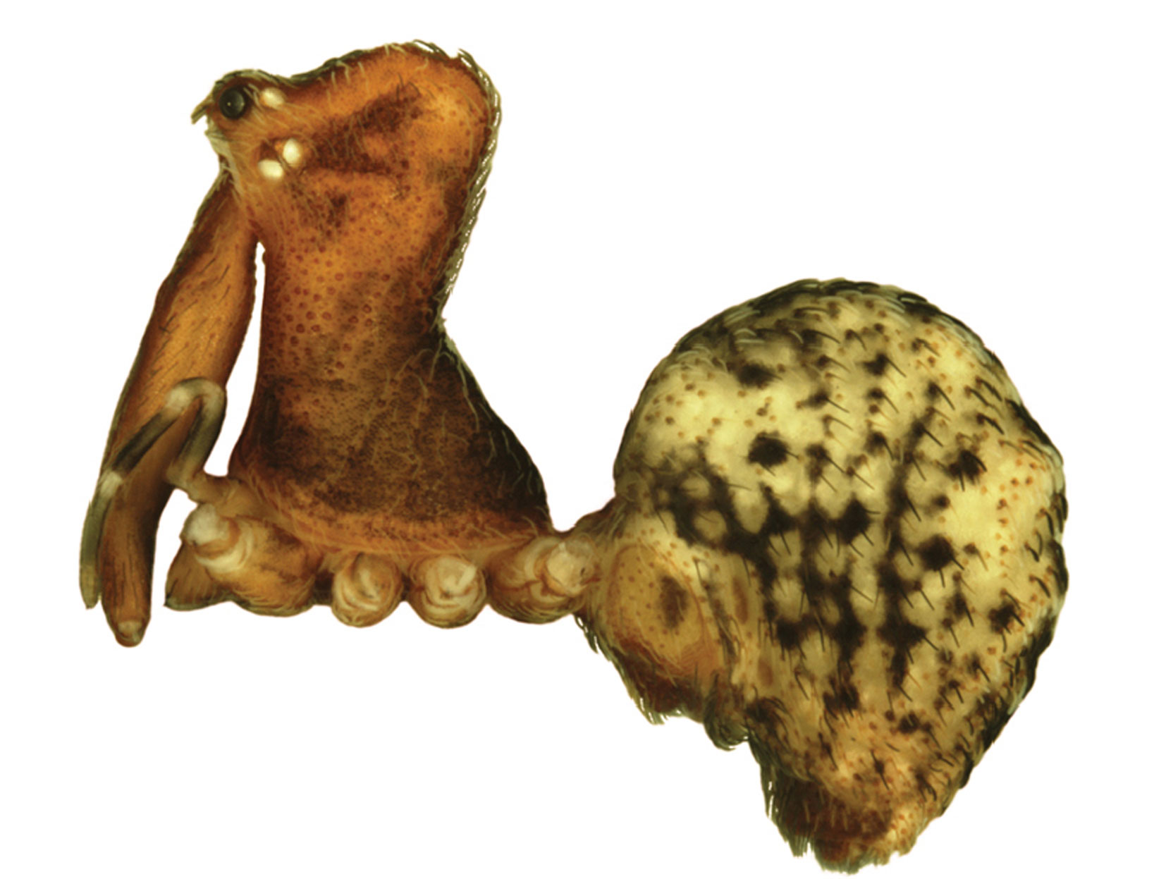 Female-Zephyrarchaea-austini,-lateral-view,-legs-removed